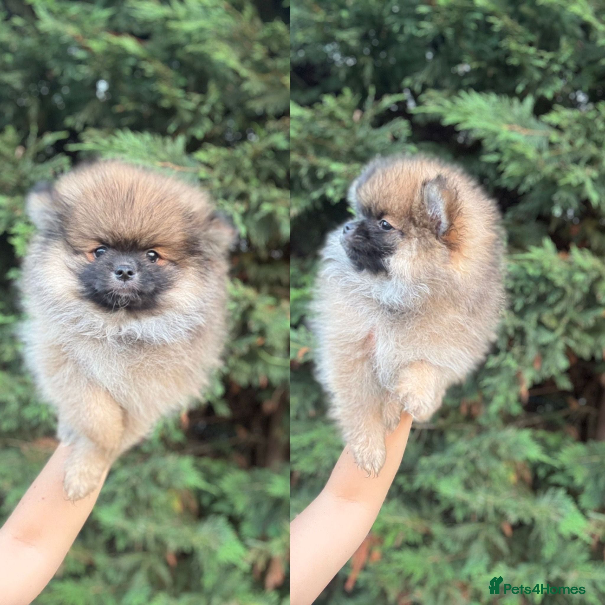 Pomeranian dogs Beautiful   **   Pomeranian  - Advert 2