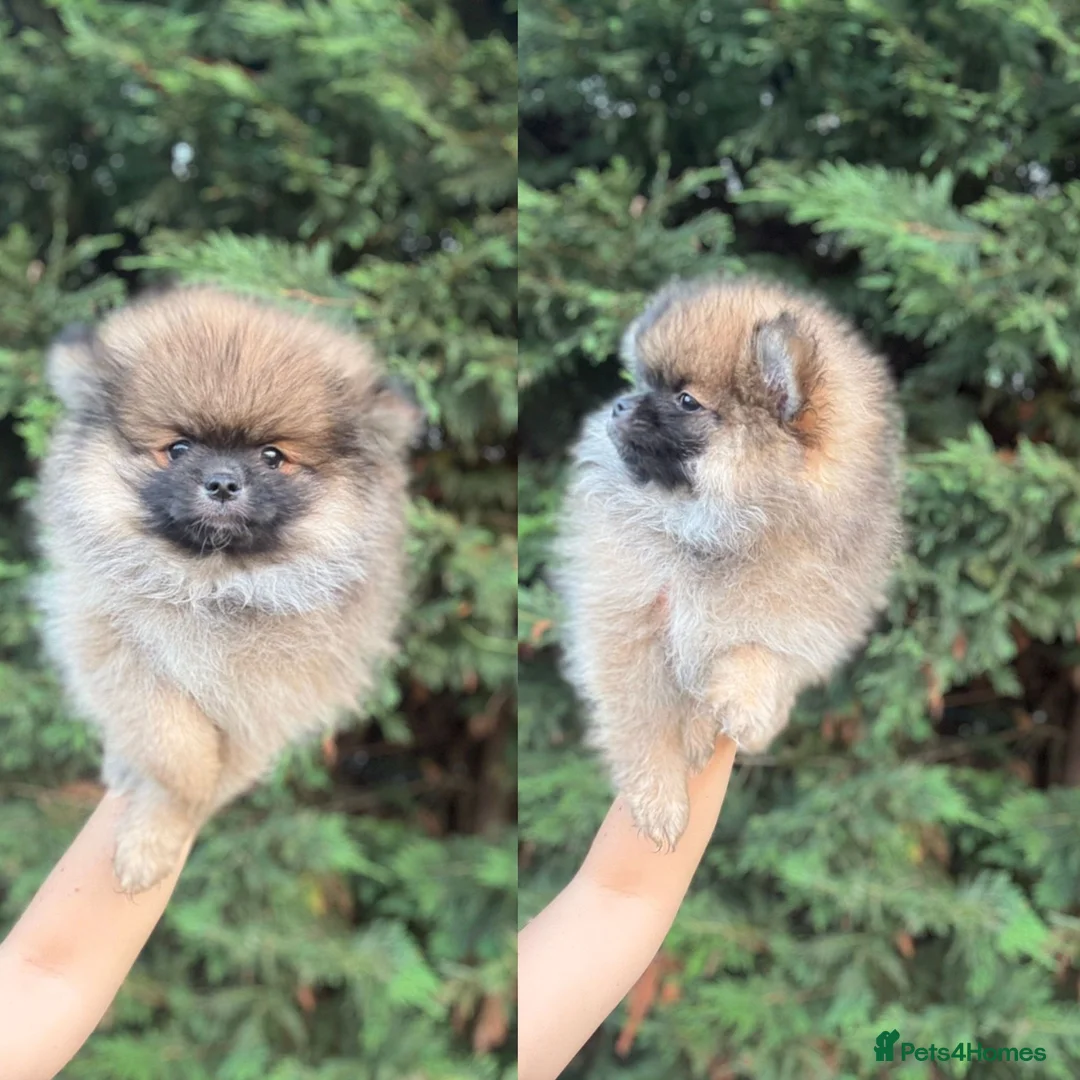 Pomeranian dogs for sale: Beautiful   **   Pomeranian  - Advert 2