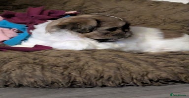 Shih Tzu dogs - Advert 13