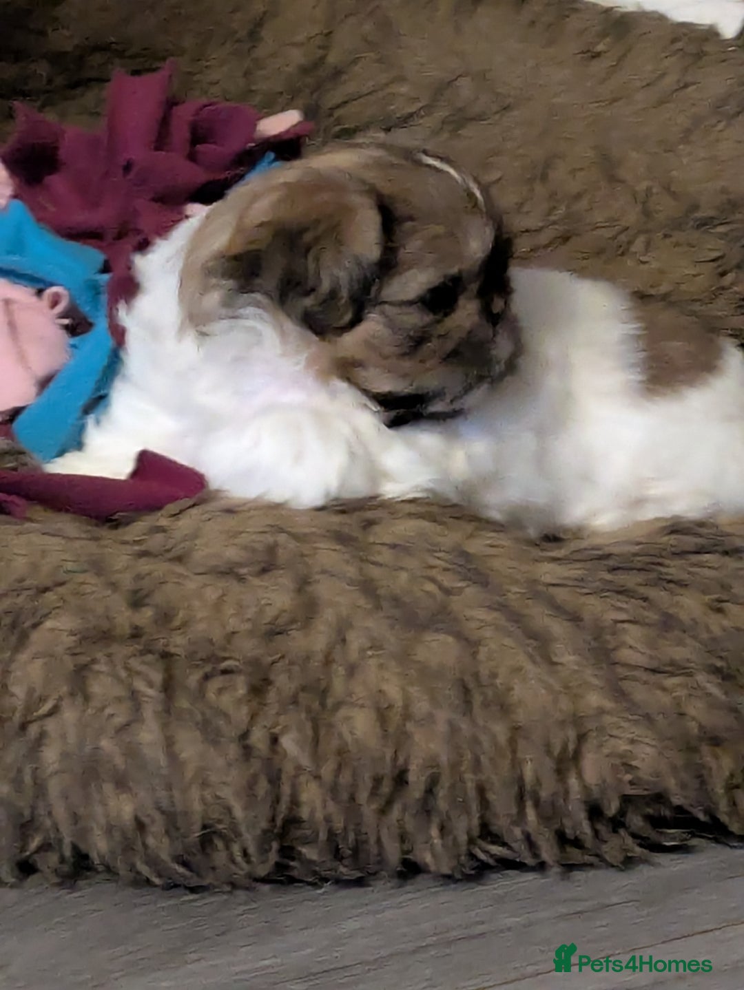 Shih Tzu dogs for sale: Stunning Shih Tzu boy - Image 2