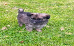 German Shepherd dogs for sale: German shepherd puppies for sale  - Image 15