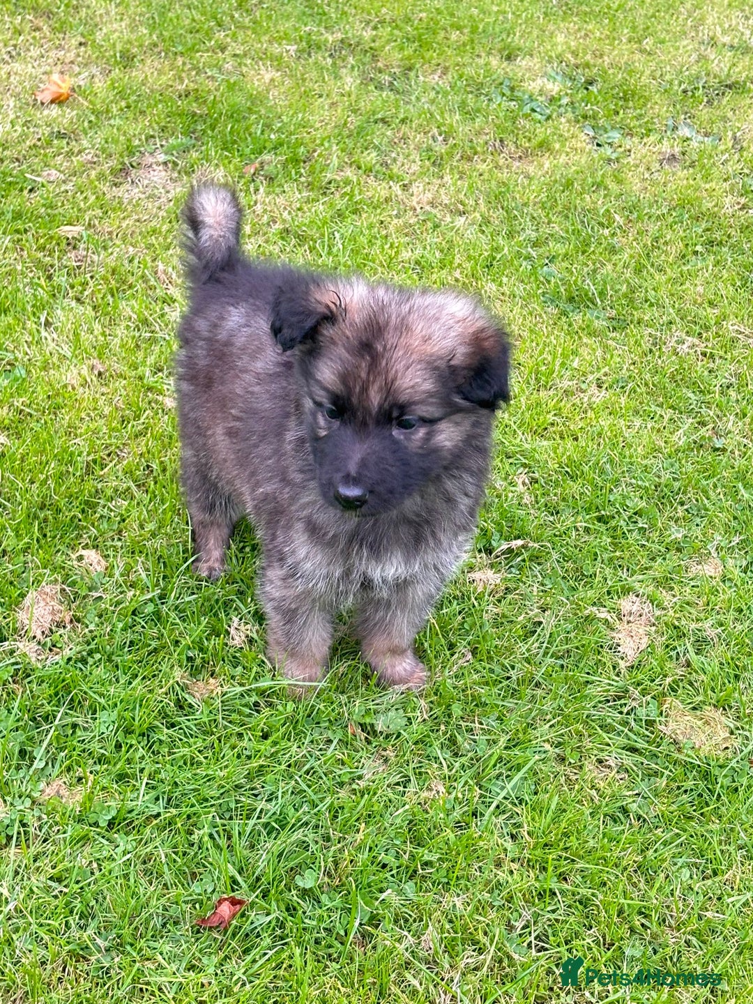 German Shepherd dogs for sale: German shepherd puppies for sale  - Image 15