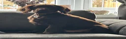Cocker Spaniel dogs for sale: MeetMilo  - Advert 19
