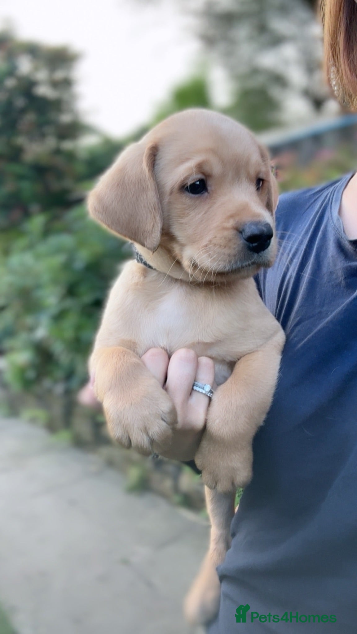 Labrador Retriever dogs Ready Now - KC Chunky Vet Checked Lab Puppies - Advert 1
