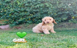 Cockapoo dogs for sale: 6 beautiful champagne and gold 🐶  - Image 11