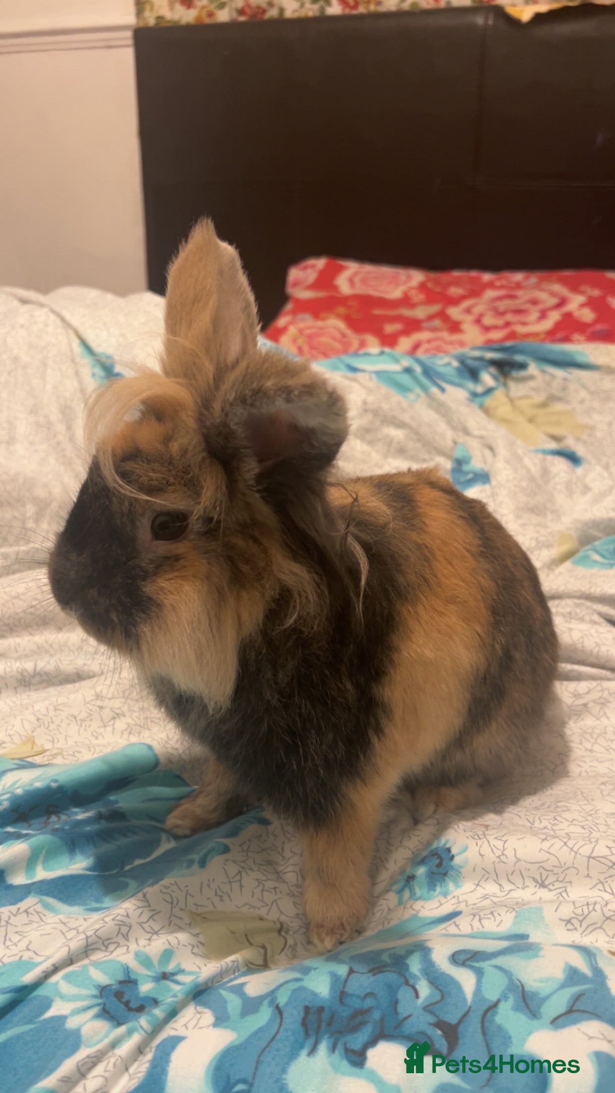 Lionhead rabbits Huncho - Lionhead  - Advert 4