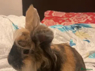 Lionhead rabbits Huncho - Lionhead - Advert 2