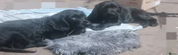 Mixed Breed dogs for sale: Last 3 gorgeous Cockapoo x Ready for new homes - Advert 12