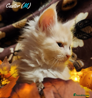 Maine Coon cats - Advert 1