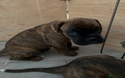 Boxer dogs for sale: Boxer pups looking for forever homes 🐶❤️ - Image 2