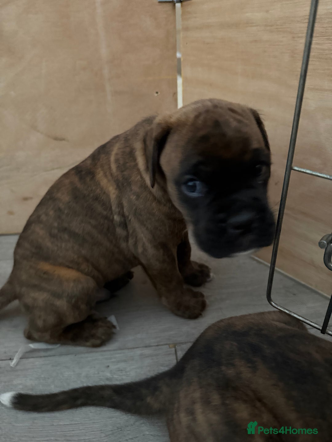 Boxer dogs for sale: Boxer pups looking for forever homes 🐶❤️ - Image 2