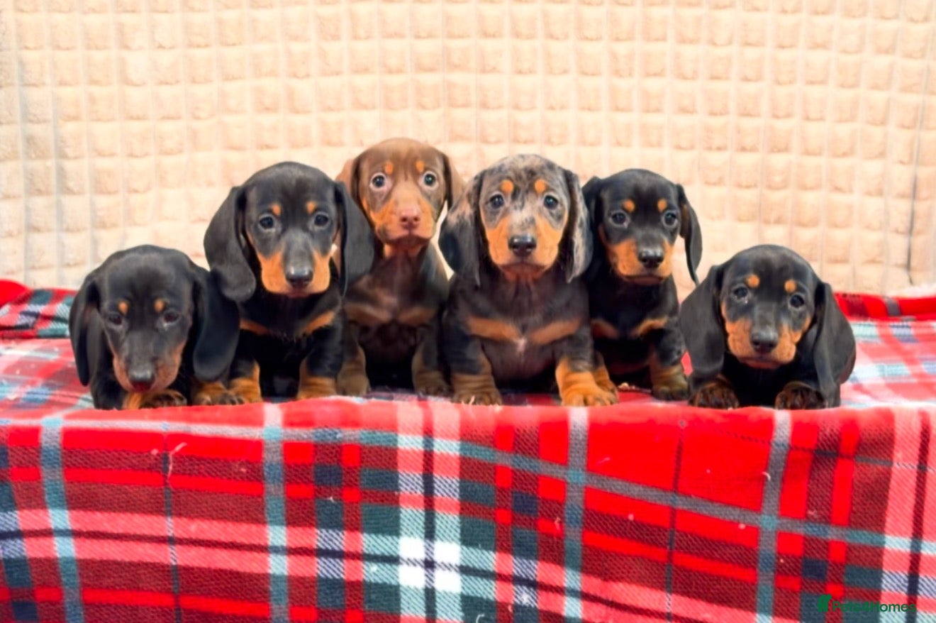 Miniature Dachshund dogs STUNNING DACHSHUND PUPPIES READY NOW  - Advert 2