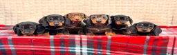 Miniature Dachshund dogs for sale: STUNNING KC MINI DACHSHUND PUPPIES READY NOW  - Advert 1