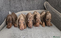 Miniature Dachshund dogs for stud: Halo Outstanding Isabella and Tan - Image 7