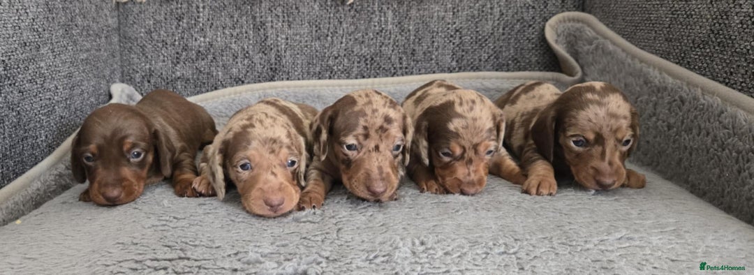 Miniature Dachshund dogs for stud: Halo Outstanding Isabella and Tan - Image 7
