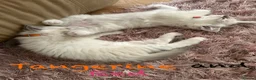 Ragdoll cats for sale: 3 Lilac Blue Ragdoll Little Girls 9wks old  in Colchester - Advert 9