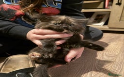 Mixed Breed cats for sale: Kittens  - Image 14