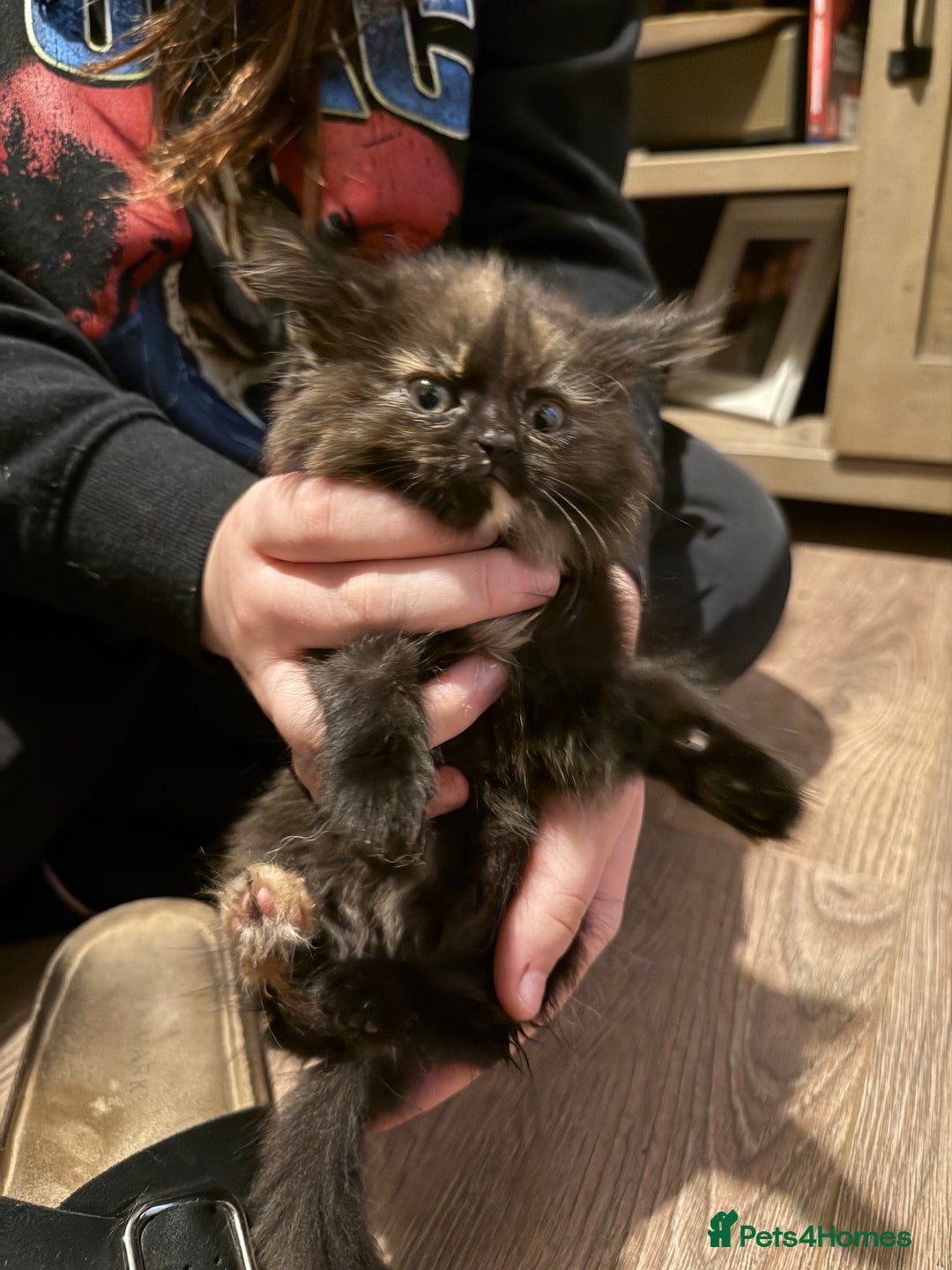 Mixed Breed cats for sale: Kittens  - Image 14