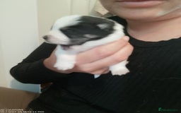 Mixed Breed dogs for sale: Jack Russel x Pomeranian  - Image 3