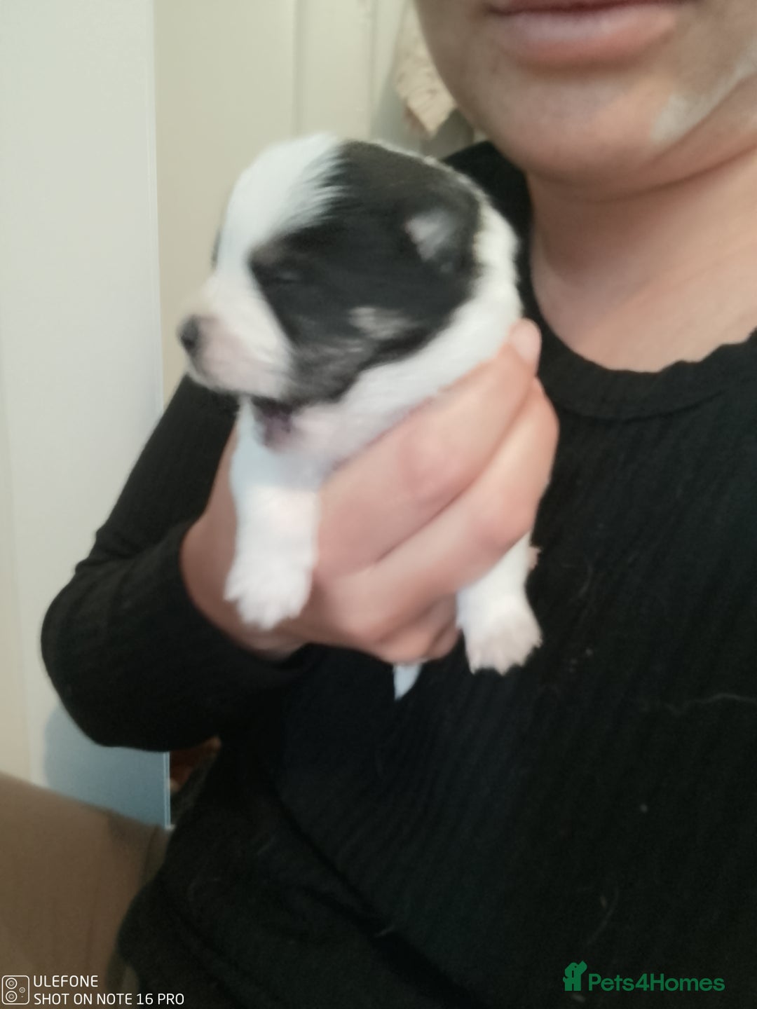Mixed Breed dogs for sale: Jack Russel x Pomeranian  - Image 3