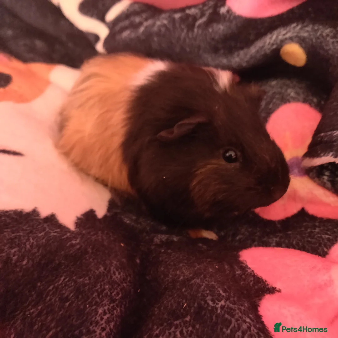 Guinea Pig rodents for sale: Baby guinea pigs - Advert 2