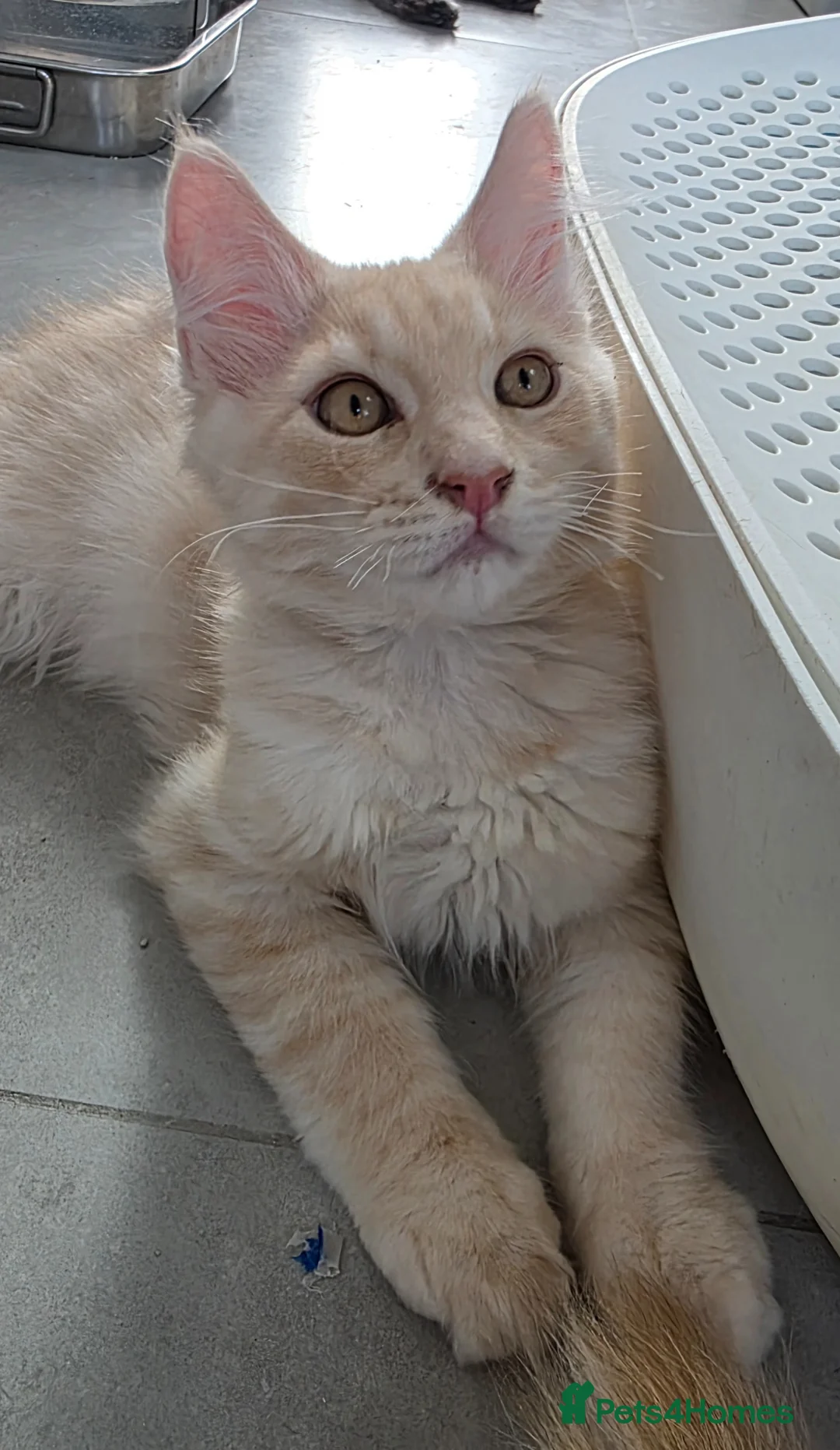 Maine Coon cats for sale: Rare Colour 3/4 Maincoon Ragdoll Mix Kitten - Advert 2