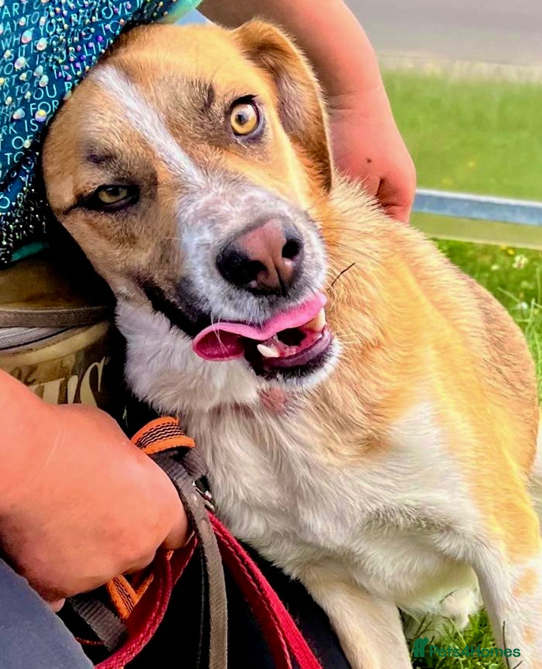 German Shepherd dogs for adoption: Bentley’s Story: From Chains to Freedom - Image 4