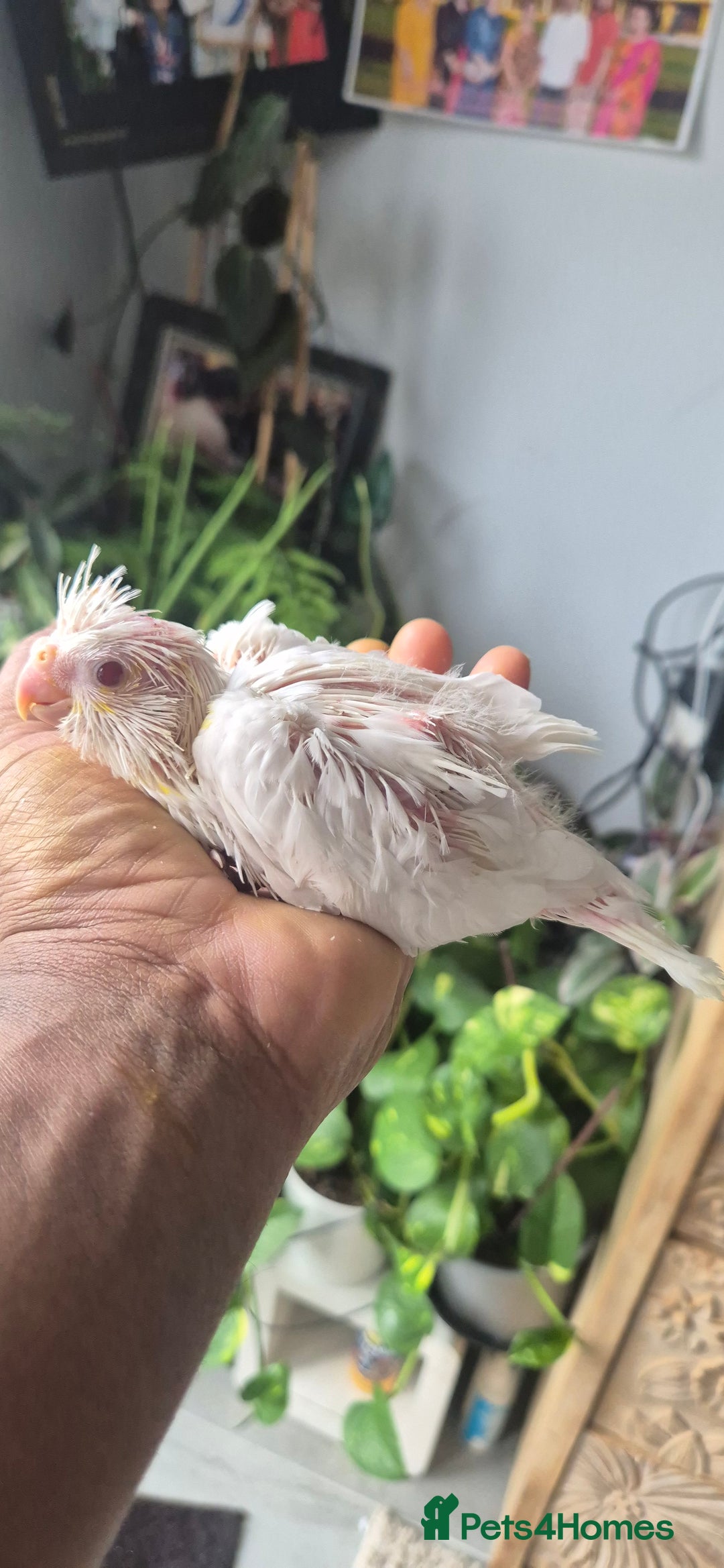 Cockatiels birds for sale: Lovely birds babyies - Image 2