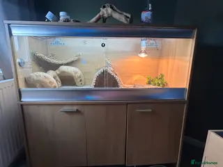 Bearded Dragon reptiles Bearded dragon and vivarium - Advert 5