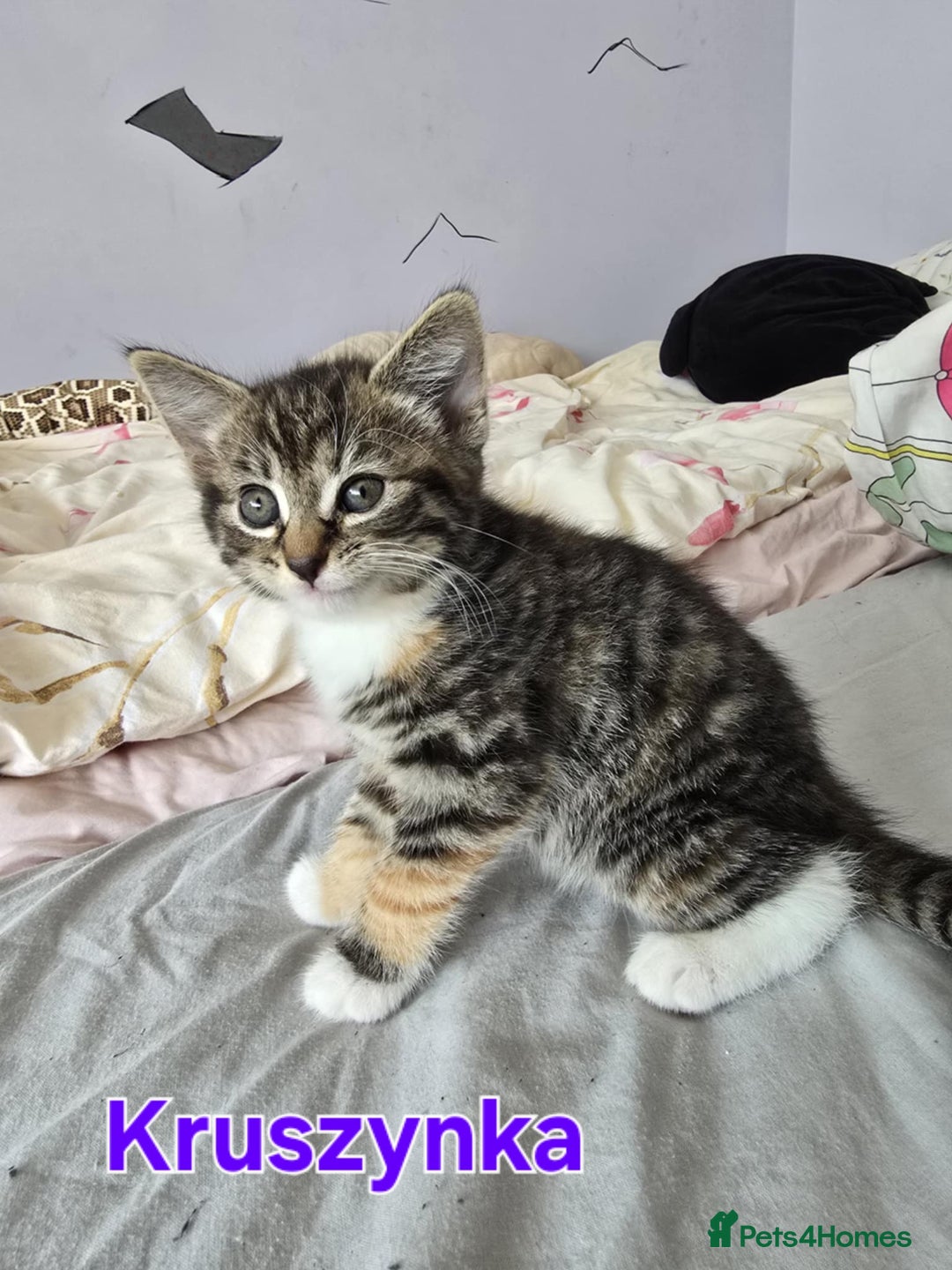 Domestic Shorthair cats for sale: Cute kittens for new home - Image 3