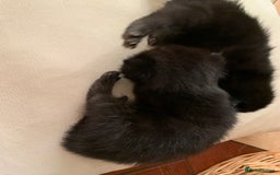 Mixed Breed cats for sale: 3 beautiful kittens for sale - Image 8