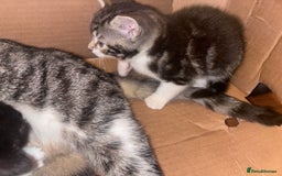 Mixed Breed cats for sale:  Gorgeous Kittens Looking for Their Forever Homes  - Image 2