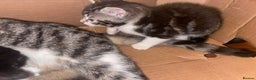 Mixed Breed cats for sale:  Gorgeous Kittens Looking for Their Forever Homes  - Advert 2