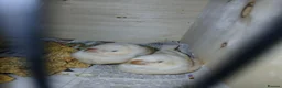 Finches birds for sale: 2 baby zebra finches - Advert 3