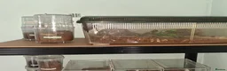 Tarantulas invertebrates for sale: 20 Tarantulas for sale - Advert 3