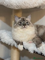 Ragdoll cats Ragdoll ACTIVE Female - Advert 6