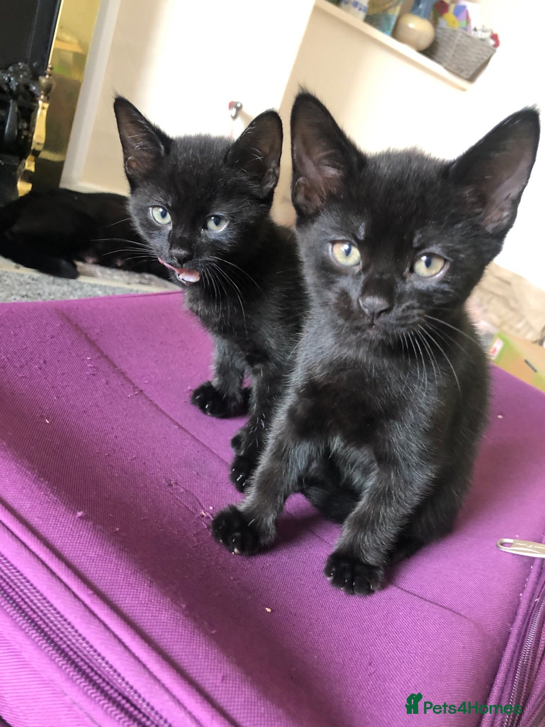 British Shorthair cats for sale: 🐾 A Rare Band of Ghost Tabby Kittens 🐾 - Image 39
