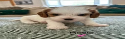 Cavapoochon dogs for sale: Beautiful Cavapoochon puppies - Advert 18