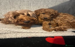 Cavapoo dogs for sale: Cavapoo puppies for sale - Image 3