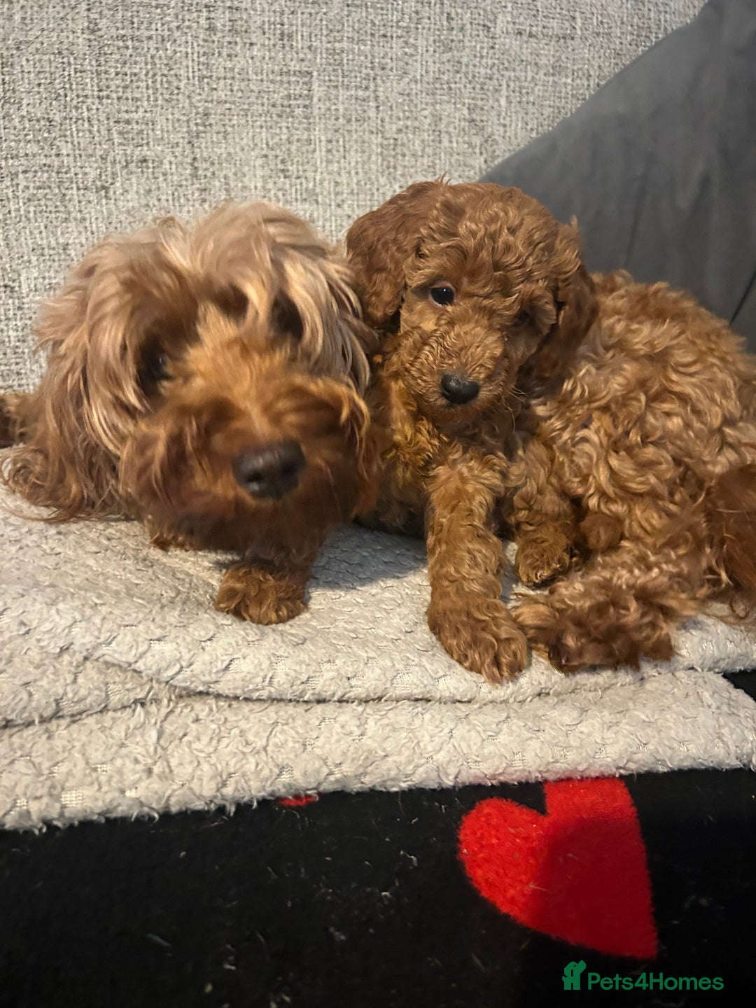 Cavapoo dogs for sale: Cavapoo puppies for sale - Image 3