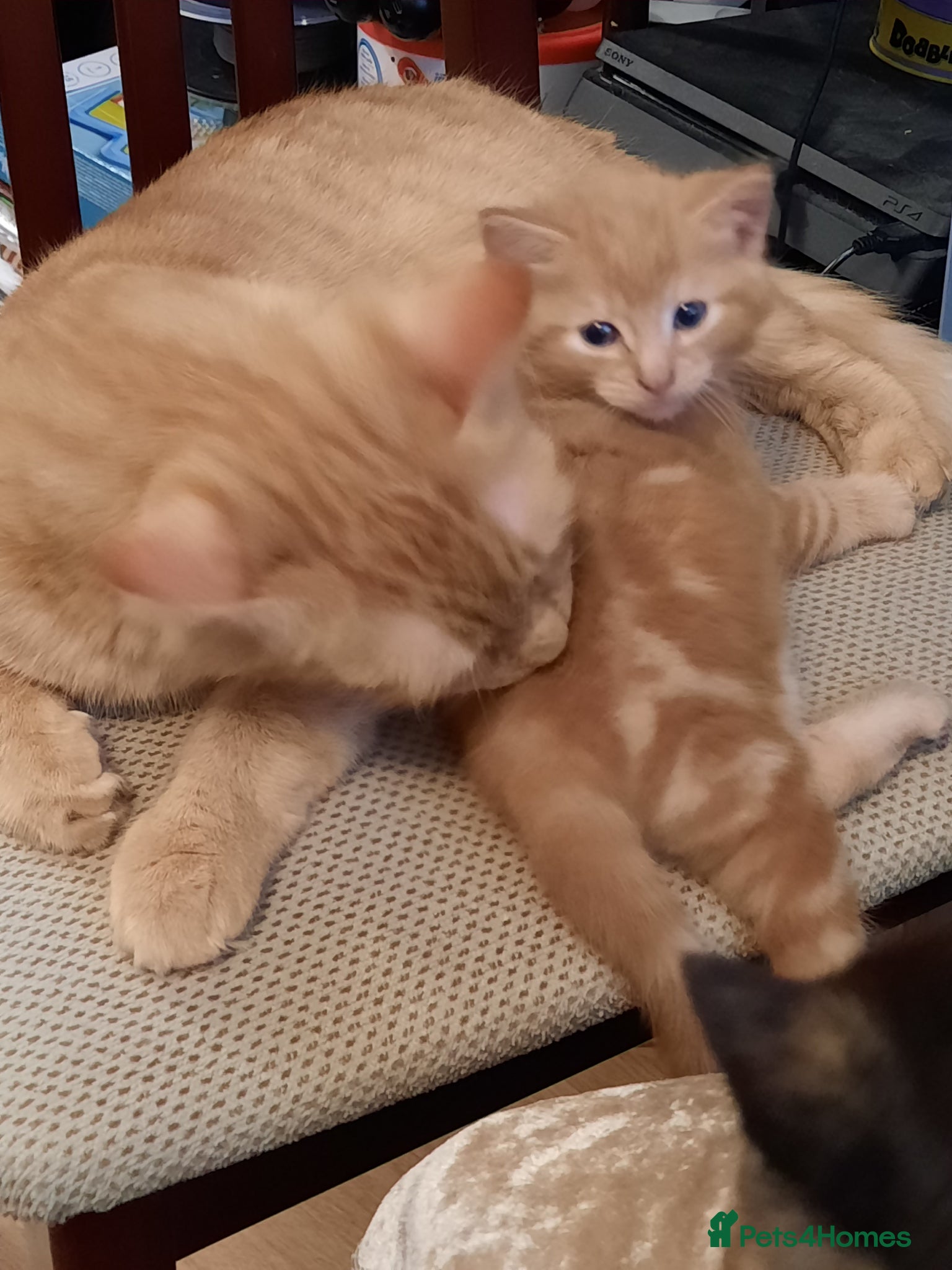 Mixed Breed cats Playful kittens  - Advert 2