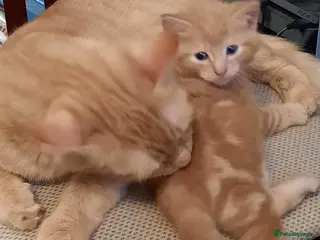 Mixed Breed cats Playful kittens - Advert 2