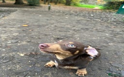 Miniature Dachshund dogs for sale: Miniature dachshund - Image 3