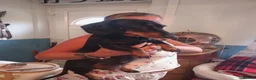 Miniature Dachshund dogs for sale: Miniature dachshund  - Advert 9