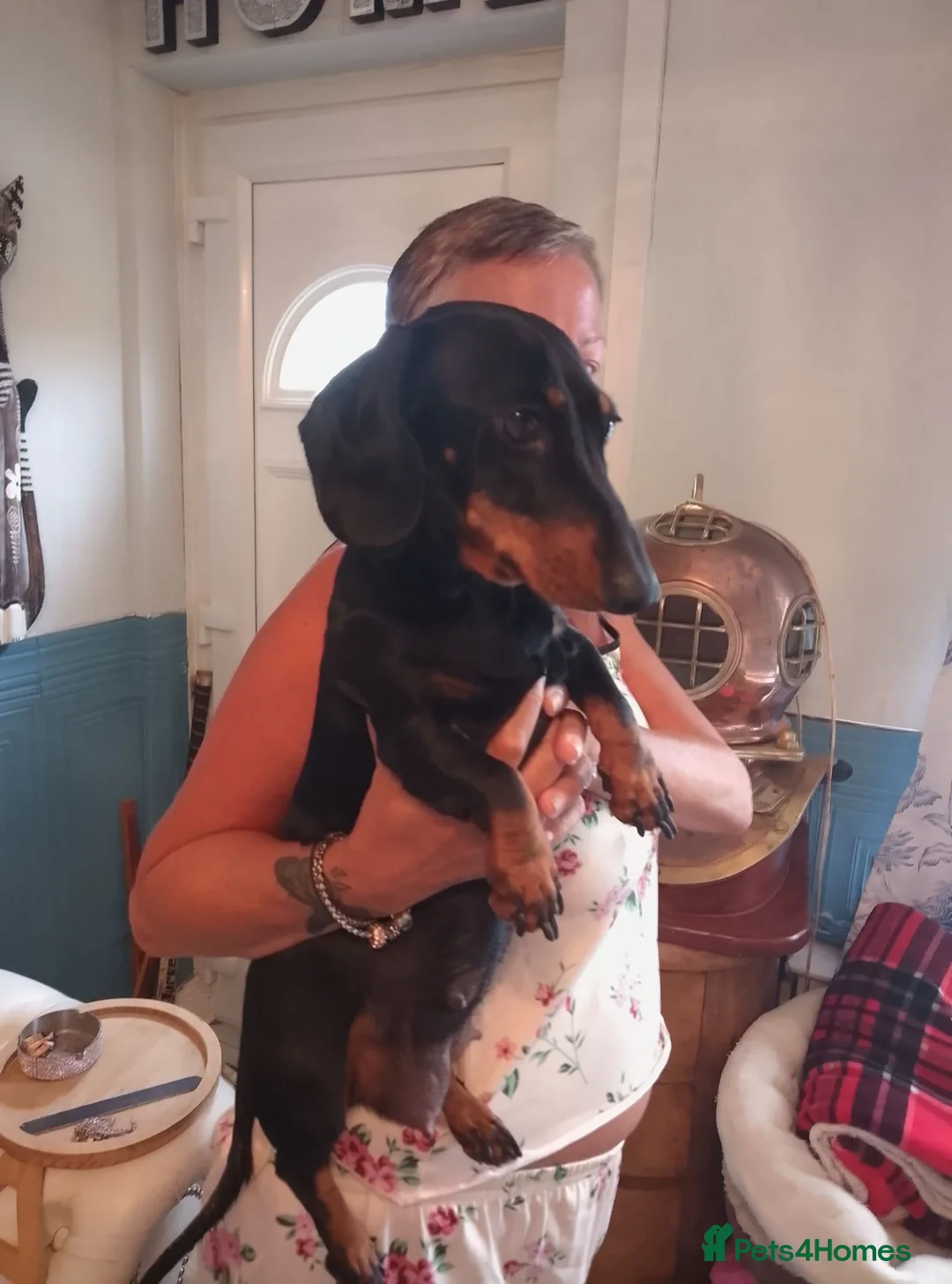 Miniature Dachshund dogs for sale: Miniature dachshund  - Advert 9