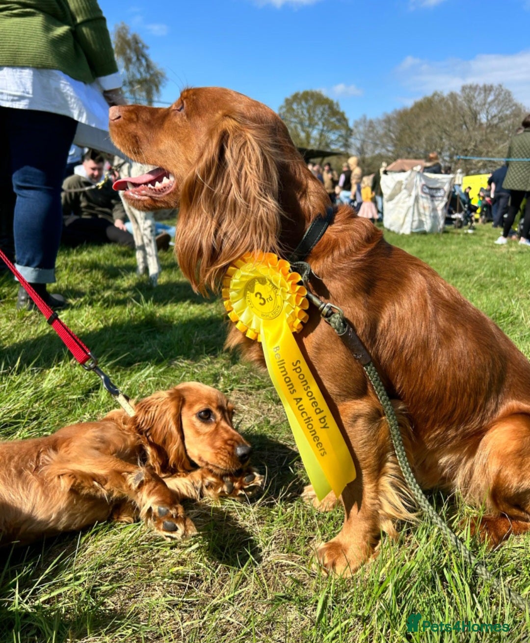 Cocker Spaniel dogs for sale: Stunning Cocker Spaniel Pups from Working Heritage - Image 8