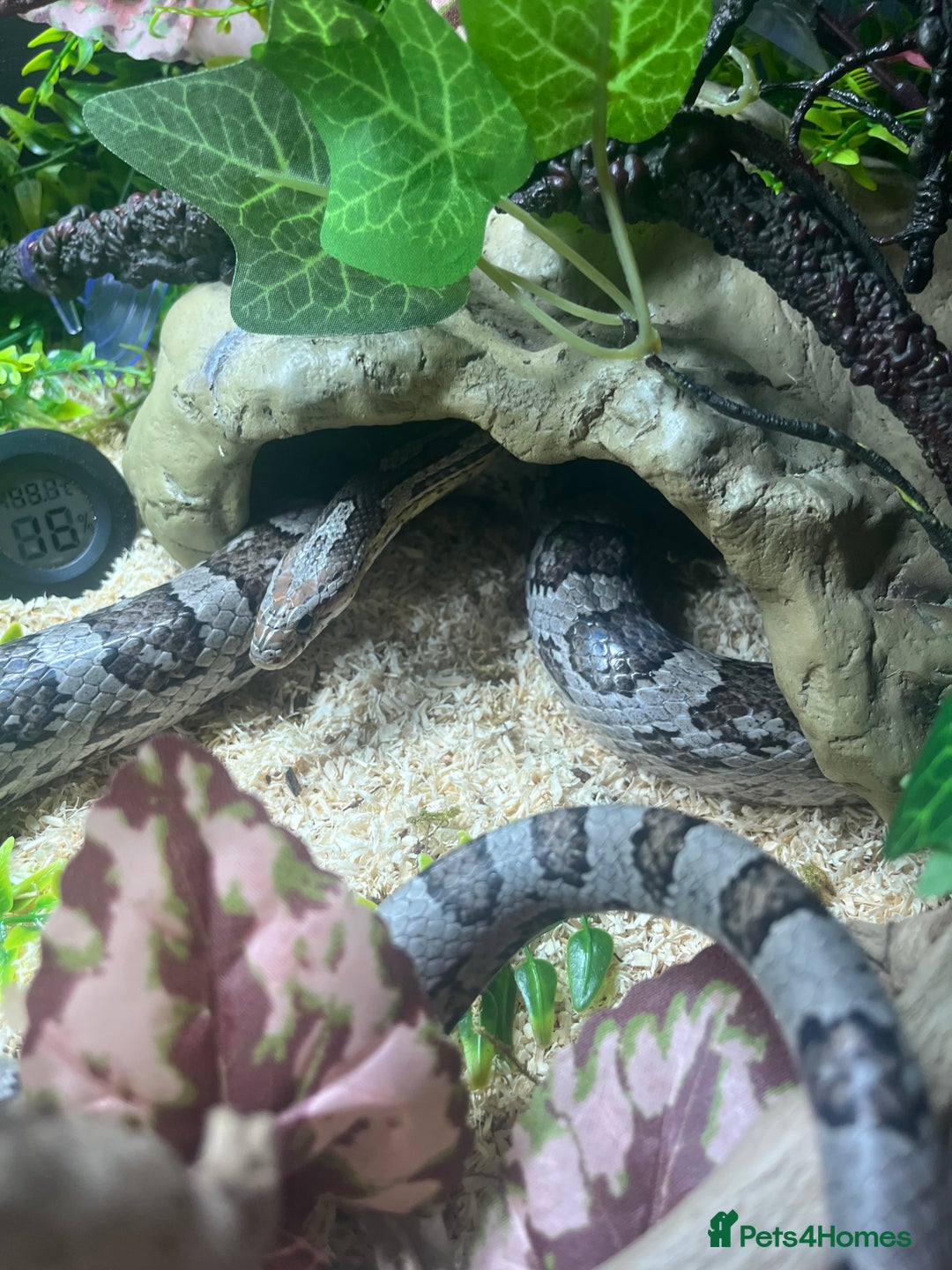 Corn Snake reptiles for sale: Amel corn snake  - Advert 2