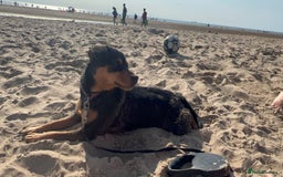 Jack Russell dogs for sale:  Friendly, playful and healthy 3yo Bella - Image 1
