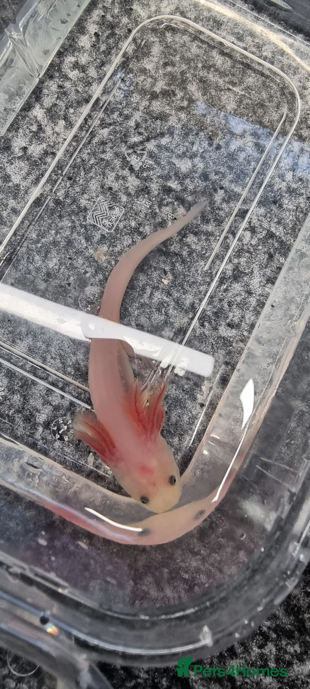 Axolotl reptiles for sale: Juvenile axolotls - Advert 4