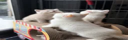British Shorthair cats for sale: British shorthair kittens 😺 - Advert 20